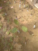 IMG_20170523_101429.jpg