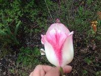 IMG_6263.JPG
