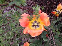 IMG_6268.JPG
