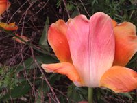 IMG_6269.JPG