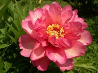 IMG_20130606_003532.jpg