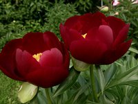 IMG_20130606_003708.jpg