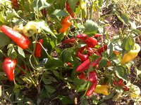 горький перец Вихрь перед сьемом 2011г.jpg