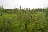 DSC_0002 - копия.JPG