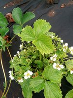 IMG_20170527_165459_1.jpg