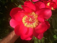 IMG_20130606_105527.jpg
