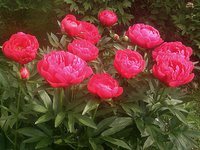 IMG_20130606_105724.jpg