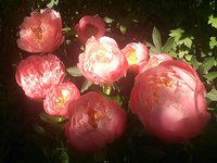 IMG_20130606_114253.jpg