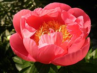 IMG_20130606_145355.jpg