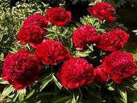 IMG_20130606_145505.jpg