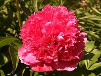 IMG_20130606_145618.jpg