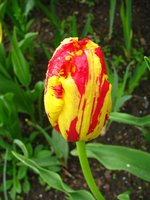 IMG_3161-1.jpg