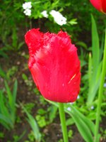 IMG_3162-1.jpg