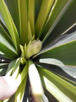 Yucca gloriosa