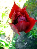 IMG_3179.JPG