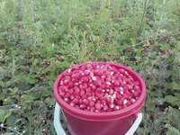 IMG2016-01.jpg