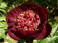 IMG_20130606_163431.jpg