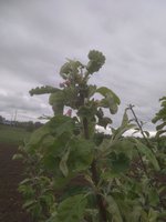 IMG_20170606_093303.jpg