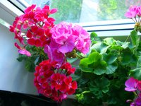 IMG_3181.JPG