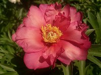 IMG_20130606_163637.jpg