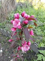 Малиновое ожерелье, 1-летка на м9