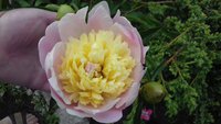 20170608_125335.jpg