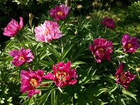 IMG_20130606_181238.jpg