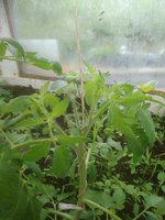 IMG_20170610_060219.jpg