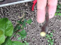 Резкость плохая, но видно - живой. Сеянец Титовки