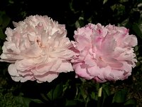 IMG_20130607_002310.jpg