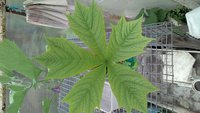 P_20170610_160621_NT.jpg