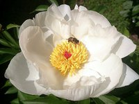 IMG_20130607_155532.jpg
