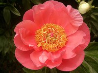 IMG_20130607_155733.jpg