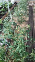 20170609_174522.jpg