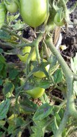 20170609_174741.jpg