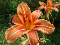 2012-07-11 17.11.56.jpg