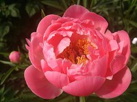 IMG_20130607_184207.jpg