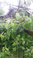 20170613_100052.jpg