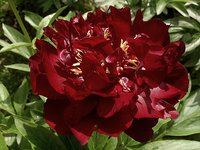IMG_20130607_184306.jpg
