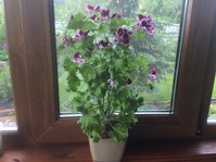 IMG_4235.JPG