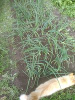 IMG_20170614_181111.jpg