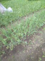 IMG_20170614_181135.jpg
