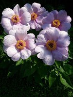 IMG_20130608_165032.jpg