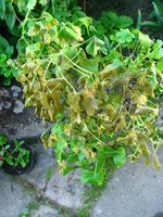 IMG_3227.JPG