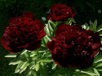 IMG_20130608_181913.jpg