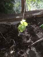 IMG_20170618_081526.jpg