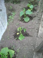 IMG_20170619_072947.jpg