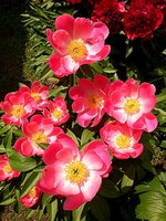 IMG_20130608_193059.jpg