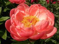 IMG_20130608_193256.jpg