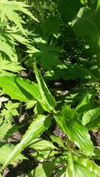 20170618_154710.jpg